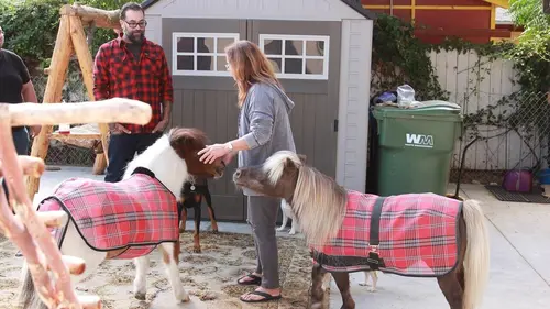 Animaux VIP Basse-cour de jardin