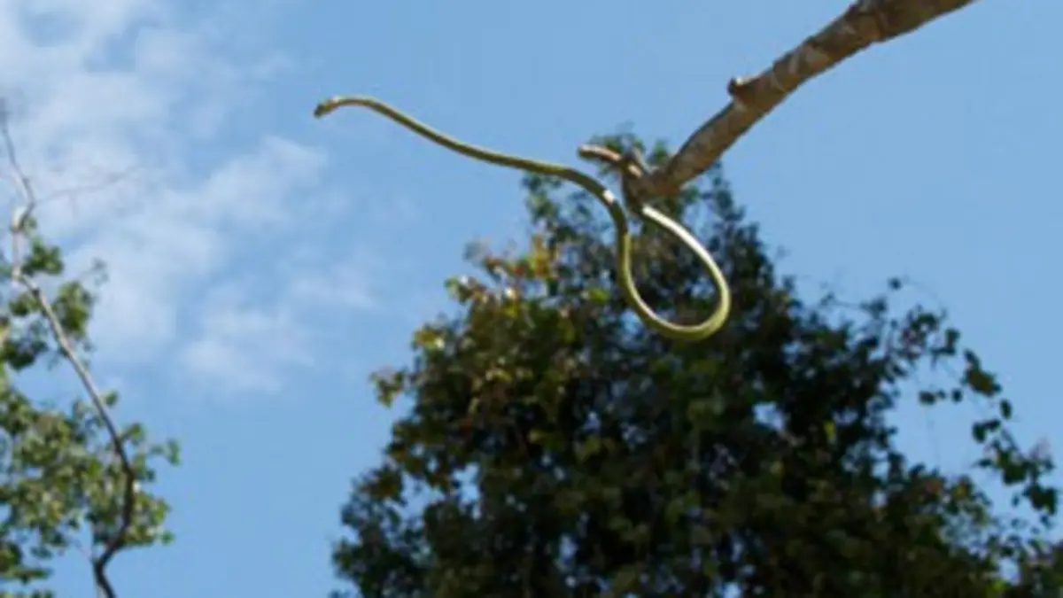 Animaux volants non identifiés