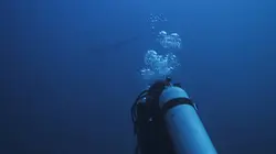 Anna et le requin-renard