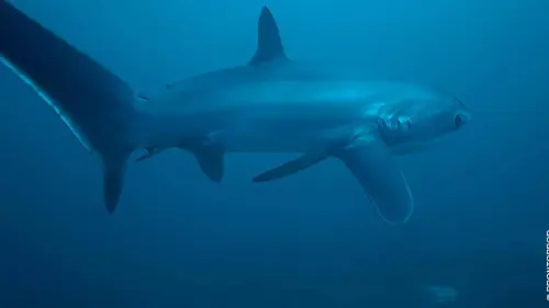 Anna et le requin-renard