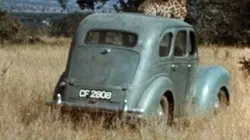 Anne Dagg la passion des girafes