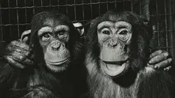 Années 30, Paris capitale mondiale de la photographie