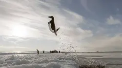 Antarctica, sur les traces de l'empereur