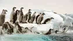 Antarctica, sur les traces de l'empereur