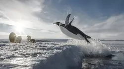 Antarctica, sur les traces de l'empereur