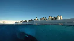 Antarctica, sur les traces de l'empereur