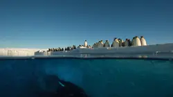 Antarctica, sur les traces de l'empereur