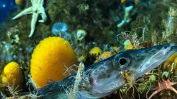 Antarctica, sur les traces de l'empereur