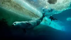 Antarctica, sur les traces de l'empereur