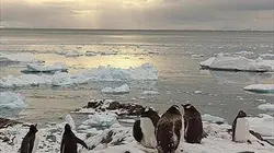 Visuel de Antarctique, chroniques du bout du monde