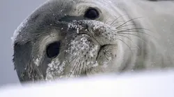 Antarctique : Explorations