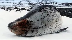 Antarctique : Le continent blanc en mutation