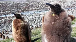 Visuel de Antarctique, le pôle sauvage