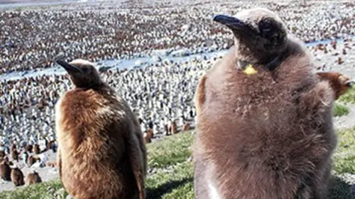 Antarctique, le pôle sauvage