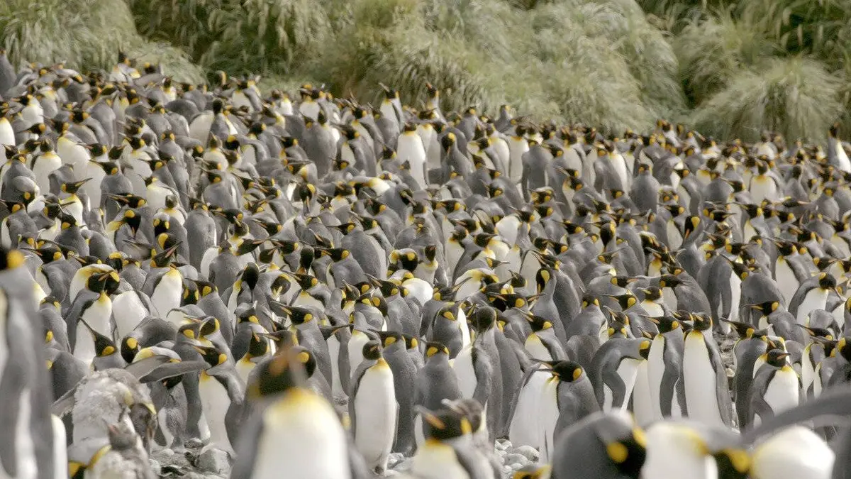 Antarctique : Métamorphoses