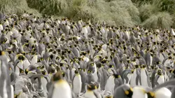 Antarctique : Métamorphoses