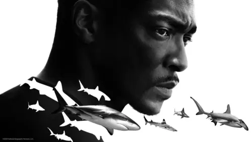 Anthony Mackie à la rencontre des requins