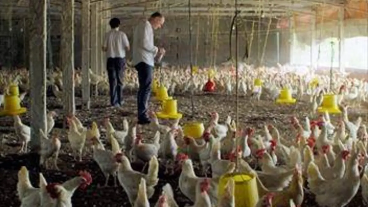 Antibiotiques, la fin du miracle ?