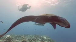 Apnée : inspirations sous les Loyauté