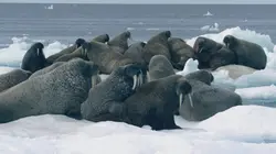 Apocalypses oubliées Les Vikings