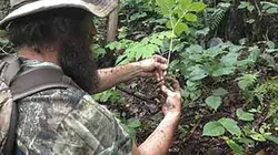 Visuel de Appalaches rebelles : la fièvre du ginseng