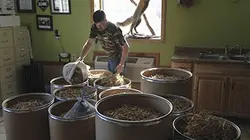 Visuel de Appalaches rebelles : la fièvre du ginseng