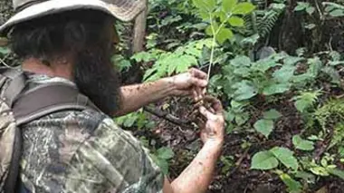 Appalaches rebelles : la fièvre du ginseng S01E01 Hors-la-loi