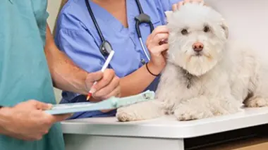 Appels d'urgence SOS animaux avec les vétérinaires de l'urgence