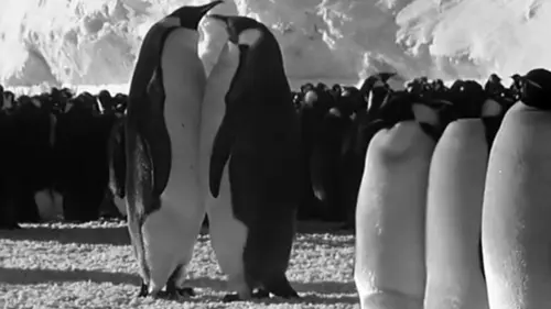 Aptenodytes forsteri