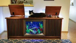 Aquamen Un chat-cré aquarium