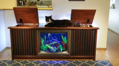 Aquamen Un chat-cré aquarium en streaming