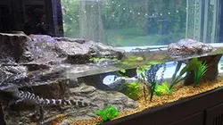 Aquamen : les as des aquariums S03E01 Terrain de camping jurassique