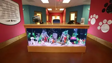 Aquariums pour champions