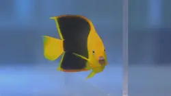 Aquamen La piscine à requins de Tracy Morgan