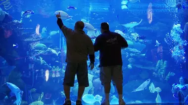 Aquamen Du poisson à foison
