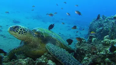 Aquariums, la face cachée d'un commerce