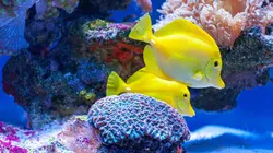 Aquariums, la face cachée d'un commerce
