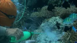 Aquariums, la face cachée d'un commerce