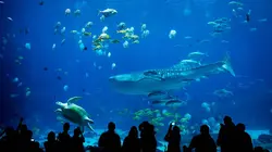 Aquariums : The Dark Hobby