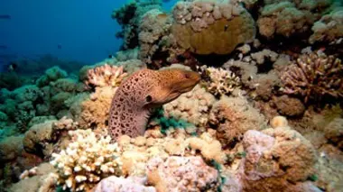 Arabie Saoudite, paradis marins