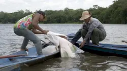 Arapaïma, le poisson géant d'Amazonie