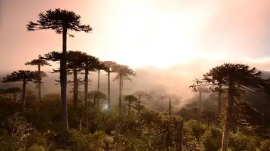 Araucaria Araucana