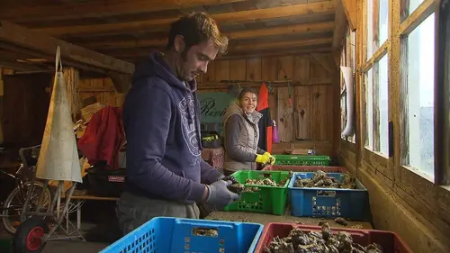 Arcachon, le berceau des huîtres