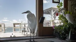 Archipel New York La faune de Jamaica Bay