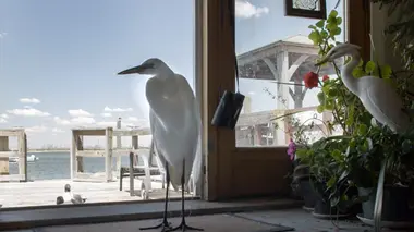 La faune de Jamaica Bay