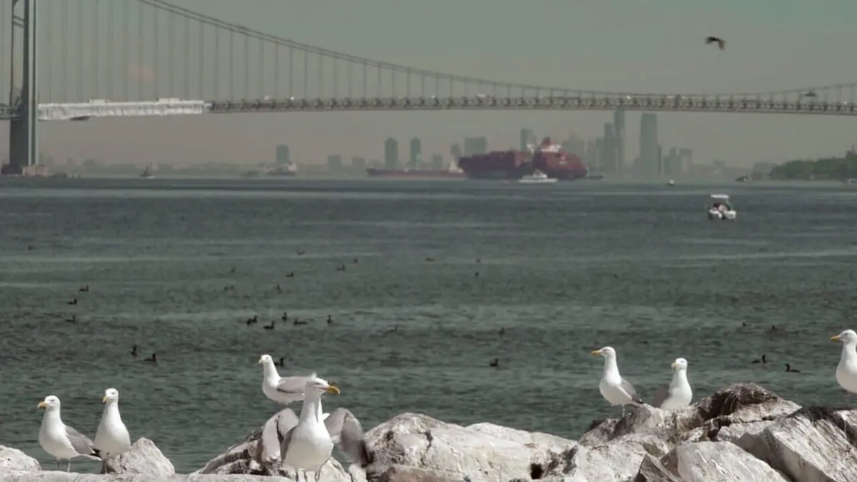 Archipel New York Le retour de la nature