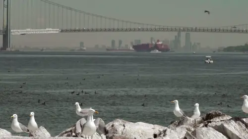 Archipel New York Le retour de la nature