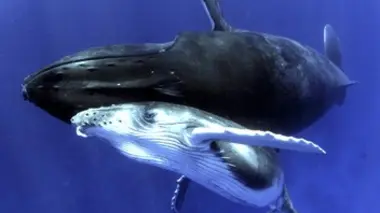 Sur le dos des baleines