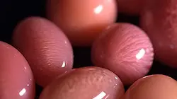 Archipels Le secret des perles roses