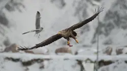 Archipels du nord : Les îles Vesterålen